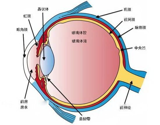 Ojo